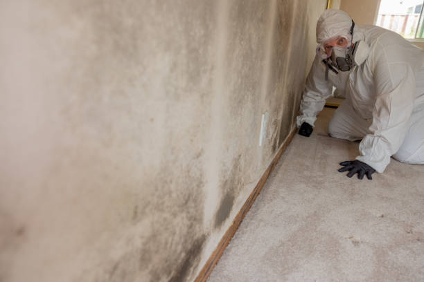 Best Mold Damage Restoration  in Rawlins, WY